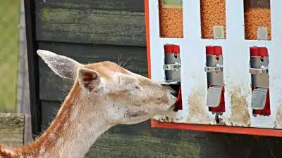 Comment choisir un distributeur d'aliments secs pour élevage ?
